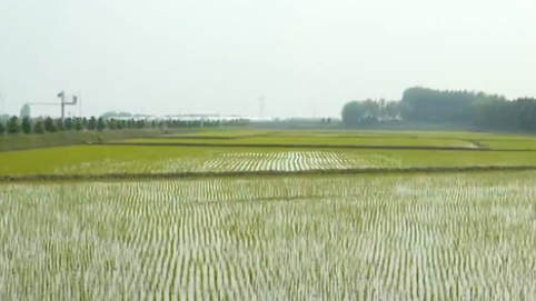 黑龍江：&ldquo;稻田公園&rdquo;迎賓客 農(nóng)民收入穩(wěn)增長