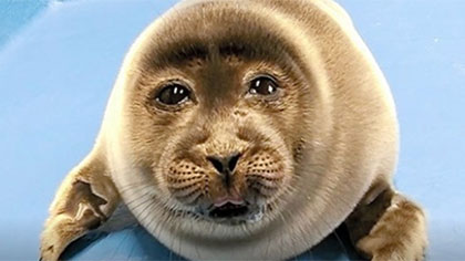 酷似&ldquo;大叔臉&rdquo; 日本小海豹爆紅網(wǎng)絡