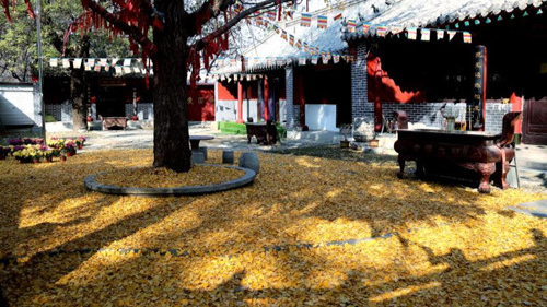 臨沂小伙回老家，爹媽往后備箱里塞活豬