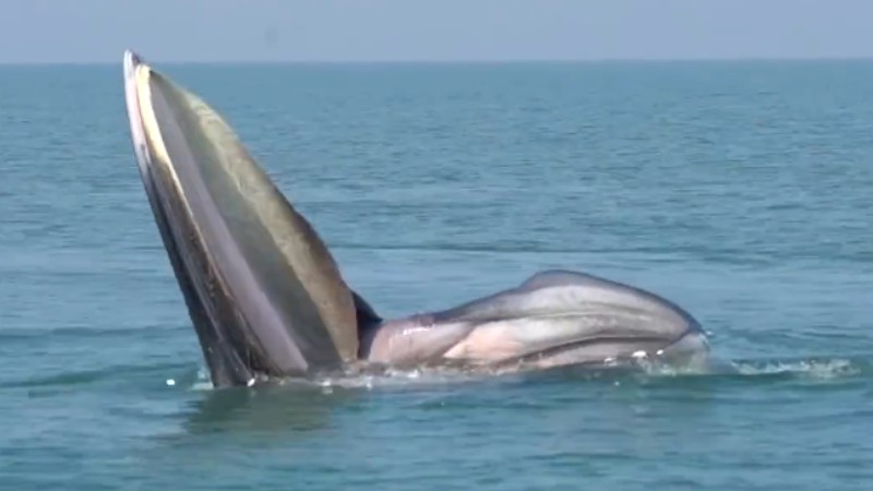 罕見！布氏鯨首次主動(dòng)靠近科研船