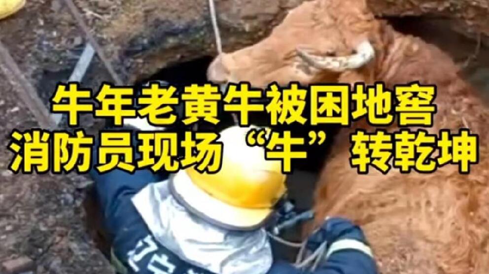 牛年老黃牛被困地窖，消防員現(xiàn)場&ldquo;牛&rdquo;轉(zhuǎn)乾坤！