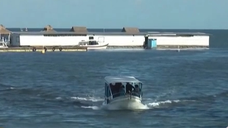 整頓！ 非法營業(yè) 印尼巴厘島解救七只寬吻海豚