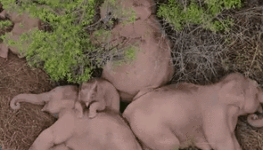 &ldquo;象&rdquo;往何處？ 亞洲象的&ldquo;正確睡姿&rdquo;什么樣？