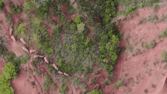 &ldquo;象&rdquo;往何方？ 象群正翻山南行 當(dāng)?shù)赜行蚴枭⑷罕? /></a>
<div   id=