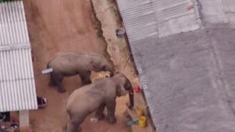 圈粉無數(shù)的&ldquo;大象旅行團(tuán)&rdquo;走到哪兒了？