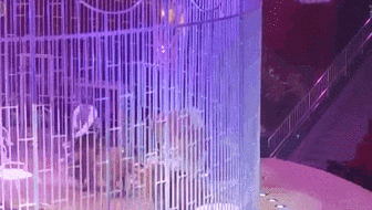 嚇壞觀(guān)眾 俄羅斯馬戲團(tuán)獅子&ldquo;打群架&rdquo;