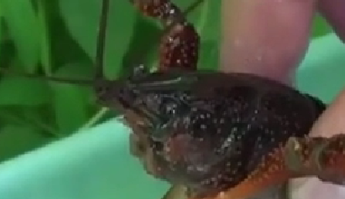 封殺！ 日本擬將小龍蝦指定為外來入侵物種