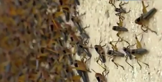 恐怖！ 漫天飛舞 俄邊疆區(qū)遭蝗蟲(chóng)、瓢蟲(chóng)侵襲