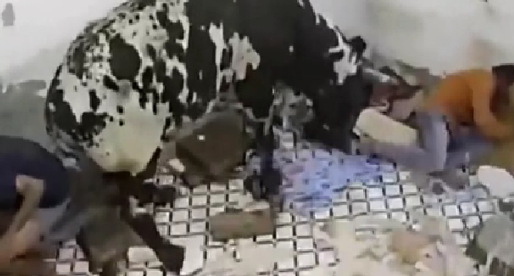 驚嚇！ 印度公牛打架沖進(jìn)屋子 男子奪門(mén)而出