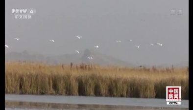 新疆巴音布魯克天鵝湖萬只天鵝開啟南遷路