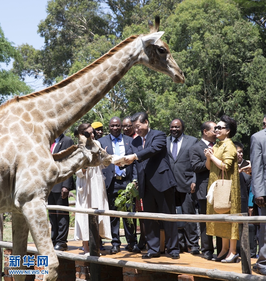 12月2日，國家主席習近平在津巴布韋考察野生動物救助基地。在基地負責人陪同下，習近平和夫人彭麗媛察看了基地救助的野生動物，并給大象、長頸鹿遞喂水果、樹葉。新華社記者 黃敬文 攝 