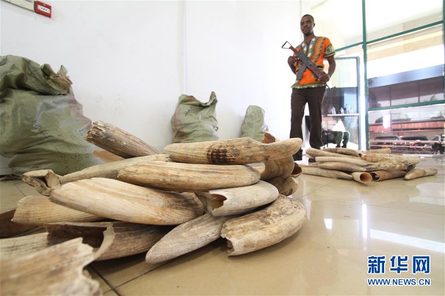 （國際）（2）坦桑尼亞再度拍賣河馬牙引爭議