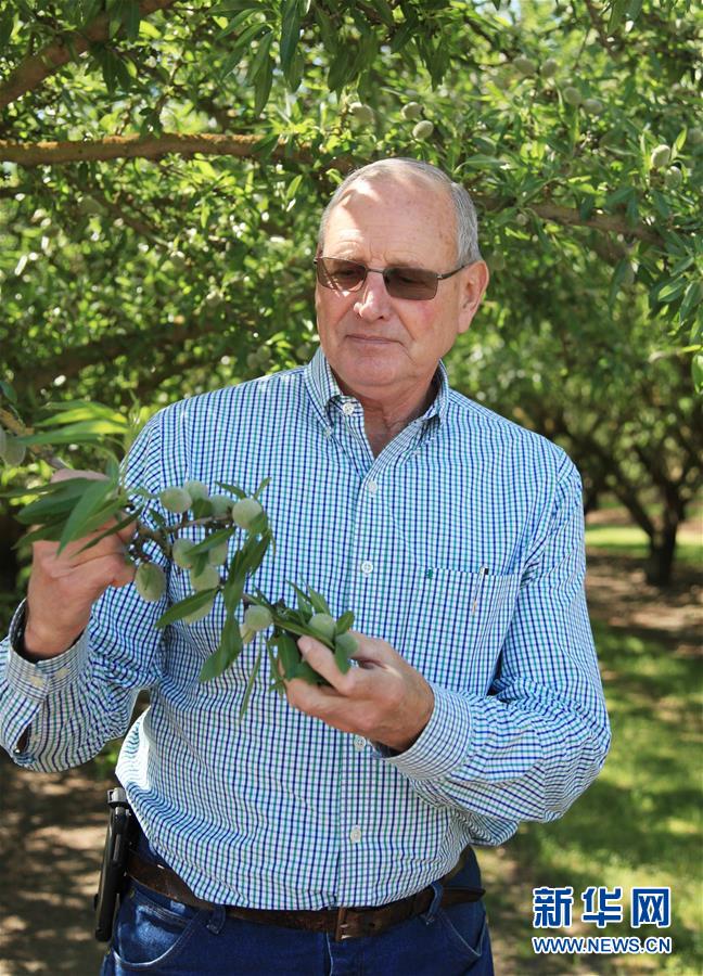 （國際&middot;圖文互動(dòng)）（2）加州巴旦木種植業(yè)農(nóng)民期待中美早日消除貿(mào)易摩擦