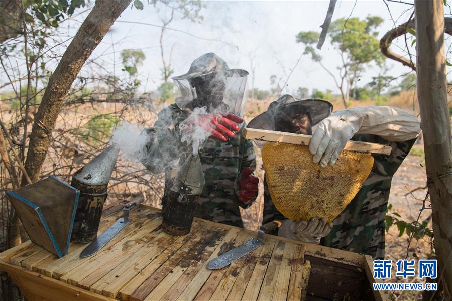 (國際·聚焦進口博覽會·圖文互動)(4)通訊:贊比亞蜂蜜企業(yè)欲借進博會開拓中國市場