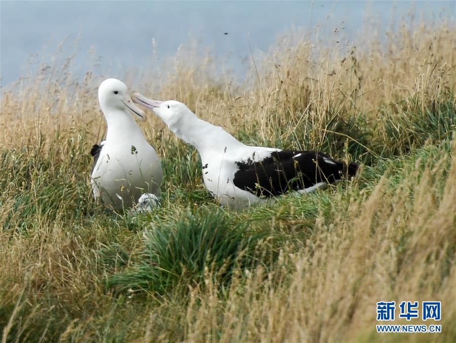 （國(guó)際&middot;圖文互動(dòng)）（1）通訊：探訪(fǎng)新西蘭泰厄羅阿角信天翁之家