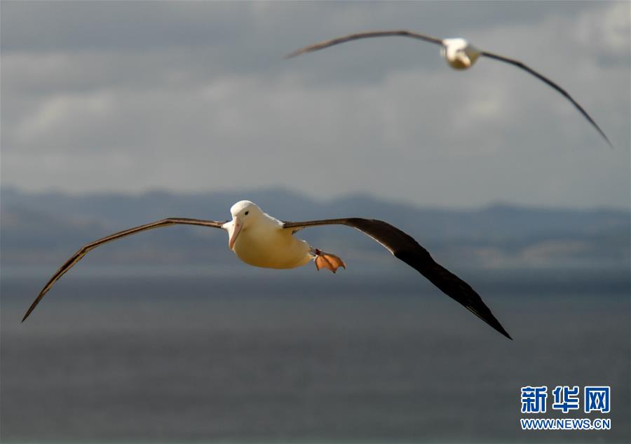 （國際&middot;圖文互動(dòng)）（4）通訊：探訪新西蘭泰厄羅阿角信天翁之家