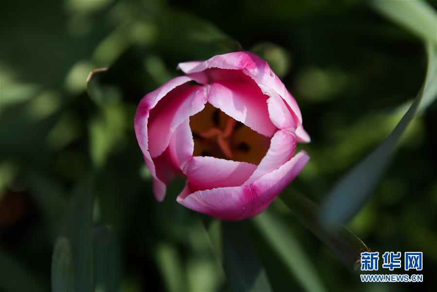 （國際&middot;北京世園會(huì)）（15）世界園林巡禮&mdash;&mdash;比利時(shí)拜加登城堡
