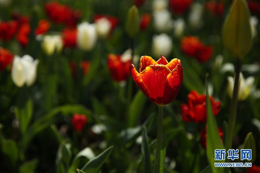 （國(guó)際&middot;北京世園會(huì)）（16）世界園林巡禮&mdash;&mdash;比利時(shí)拜加登城堡