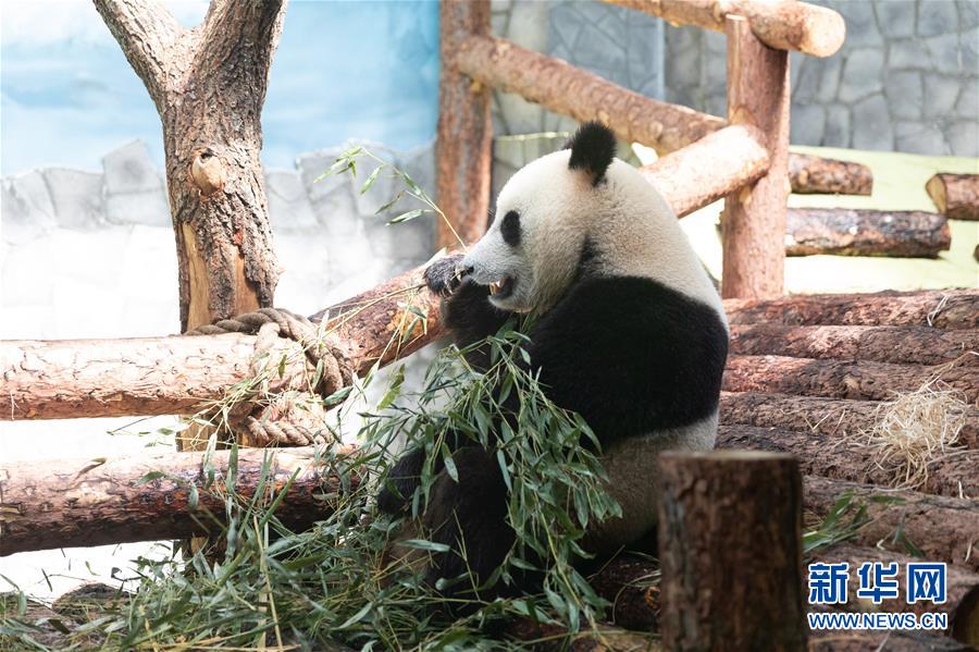 （習近平出訪配合稿&middot;圖文互動）（3）通訊：&ldquo;友誼使者&rdquo;中國大熊貓入住莫斯科新家