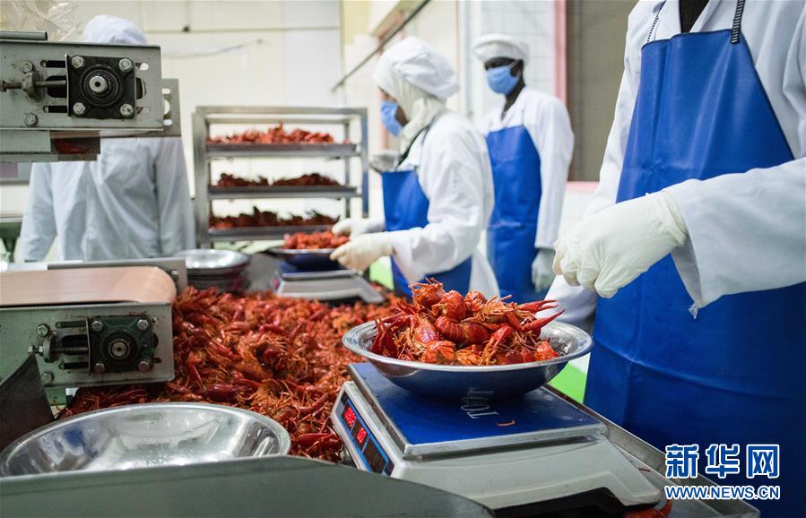 （國際&middot;圖文互動(dòng)）（9）從尼羅河畔到中國餐桌&mdash;&mdash;一只&ldquo;洋&rdquo;小龍蝦的36小時(shí)旅程