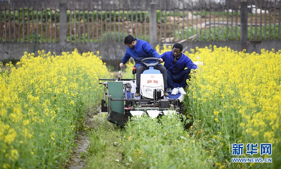 （在習近平新時代中國特色社會主義思想指引下&mdash;&mdash;新時代新作為新篇章&middot;總書記關(guān)切開放事&middot;圖文互動）（10）來中國&ldquo;學種地&rdquo;的&ldquo;洋學生&rdquo;