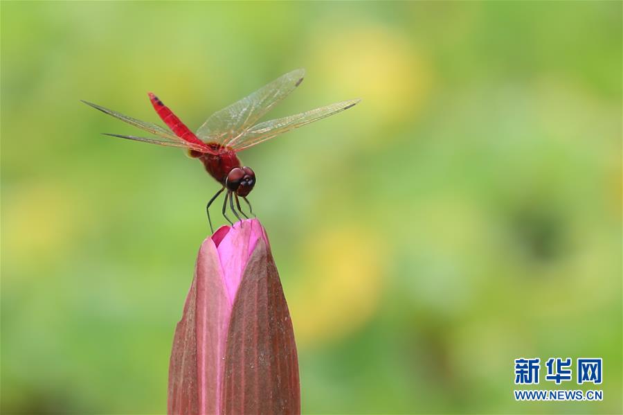 （國際&middot;年終報道）（7）2019，精&ldquo;彩&rdquo;紛呈