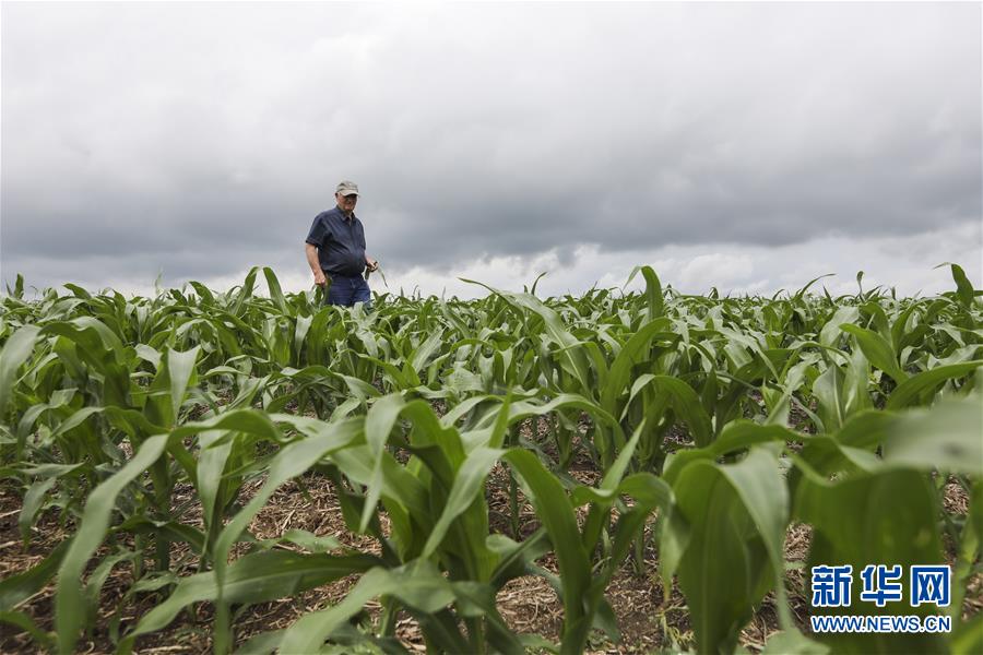 （國際&middot;圖文互動）（3）通訊：貿(mào)易戰(zhàn)凸顯美國農(nóng)業(yè)發(fā)展隱憂