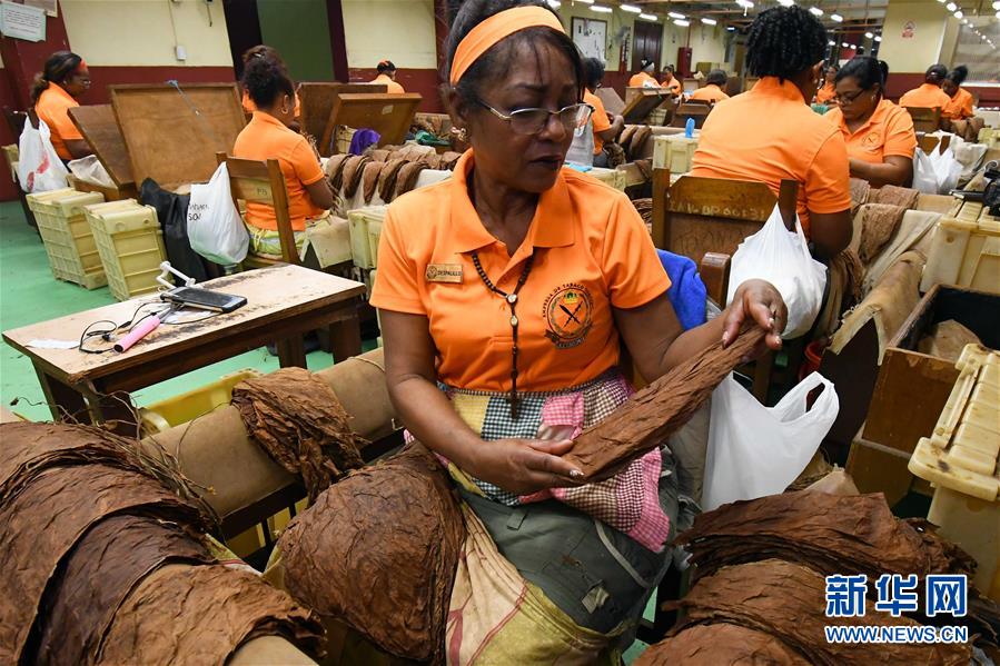 （國(guó)際&middot;圖文互動(dòng)）（6）古巴優(yōu)質(zhì)手卷雪茄誕生記&mdash;&mdash;訪古巴最大雪茄廠