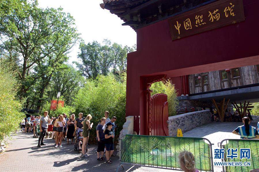 （國(guó)際&middot;圖文互動(dòng)）（2）旅荷大熊貓寶寶取名&ldquo;梵星&rdquo;