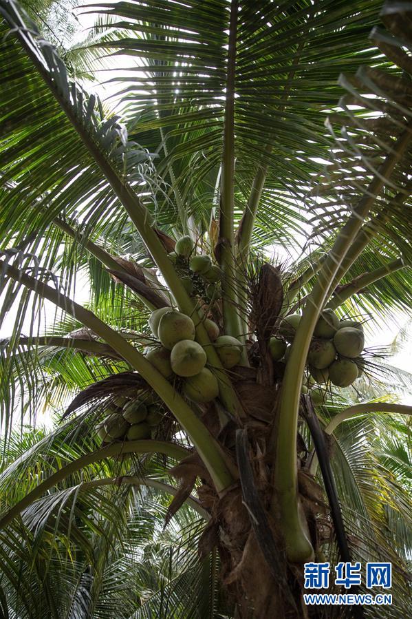 (第三屆進博會·圖文互動)(6)通訊:椰香飄進進博會 市場開放共繁榮——一名泰國椰商的心聲