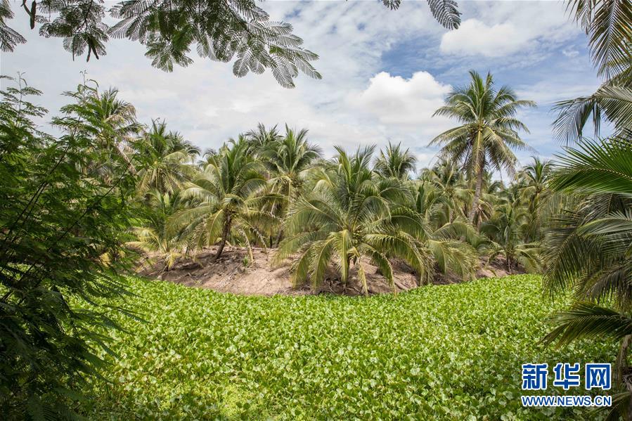 (第三屆進博會·圖文互動)(9)通訊:椰香飄進進博會 市場開放共繁榮——一名泰國椰商的心聲