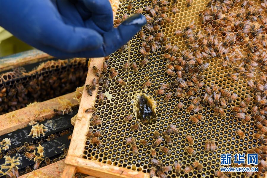 （第三屆進(jìn)博會&middot;圖文互動）（6）通訊：新西蘭的進(jìn)博會味道，甜