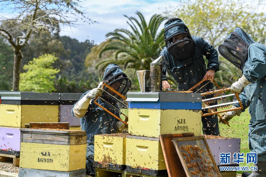 （第三屆進博會&middot;圖文互動）（8）通訊：新西蘭的進博會味道，甜