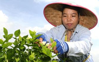 &ldquo;中國茉莉之鄉(xiāng)&rdquo;茉莉花全面上市