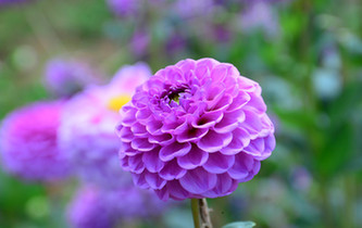 宛如童話世界！昆明撈魚河濕地公園8萬株大麗花綻放