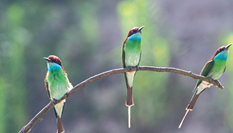 &ldquo;中國(guó)最美小鳥&rdquo;現(xiàn)身大別山