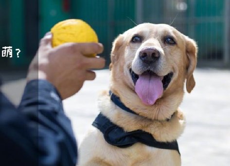 為了&ldquo;破冰&rdquo;，它們英勇無畏！