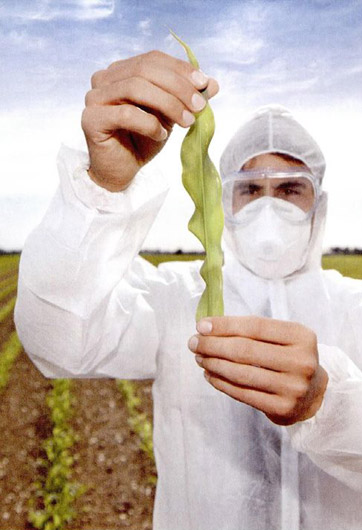 轉(zhuǎn)基因&ldquo;轉(zhuǎn)&rdquo;的是什么？