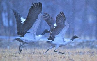 鶴舞&ldquo;雪&rdquo;域
