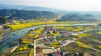 春到高原滿(mǎn)地&ldquo;金&rdquo;