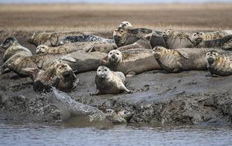 斑海豹洄游棲息遼河入?？? />  
<div>斑海豹洄游棲息遼河入?？?/div>
</a> 
</div>
<div   id=