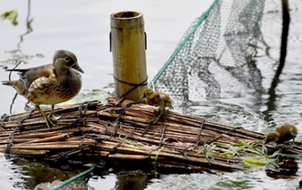 超有愛！西湖里的鴛鴦&ldquo;愛心橋&rdquo;升級(jí)