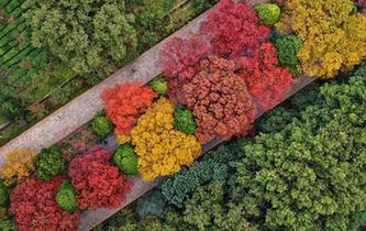 南京紫金山&ldquo;色彩斑斕&rdquo;迎來(lái)最美季